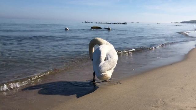 Лебеди на Балтийском море смотреть онлайн