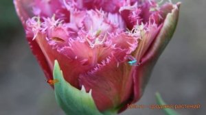 Тюльпан бахромчатая Мэтчпойнт (tulipa tyulpan) ? обзор: как сажать, луковицы тюльпаны Мэтчпойнт
