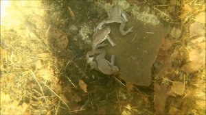 Спящие лягушки