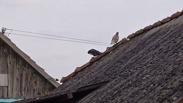 голуби смотреть онлайн