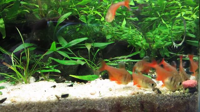 Flame tetra and tabs for corys.