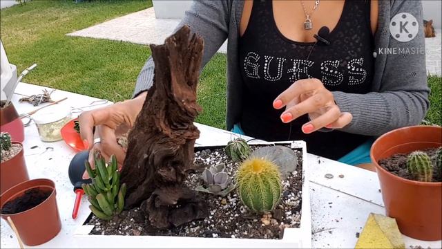Arreglo de Cactus y Suculentas - Paso a Paso смотреть онлайн
