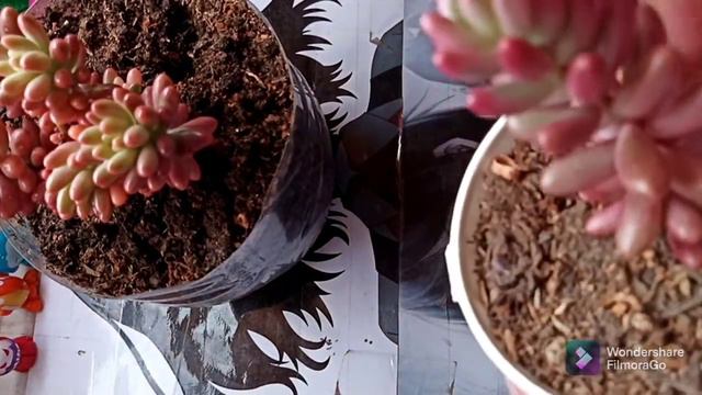 SEDUM RUBROTINCTUM AURORA cuidados - reproducción смотреть онлайн