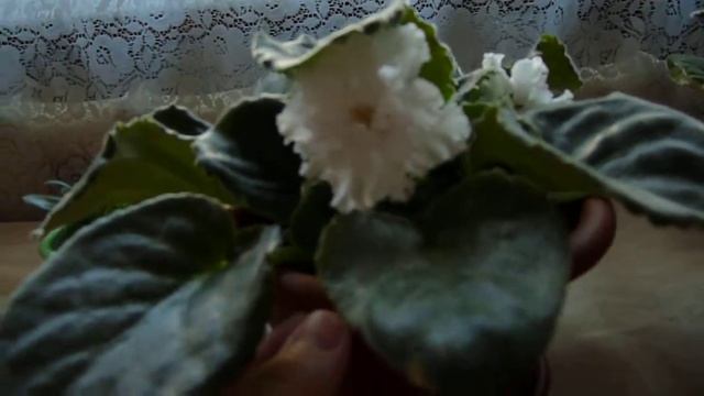 Моя мини-коллекция фиалочек. ЛЕ-Жизель. смотреть онлайн