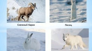 Флора и фауна Арктики