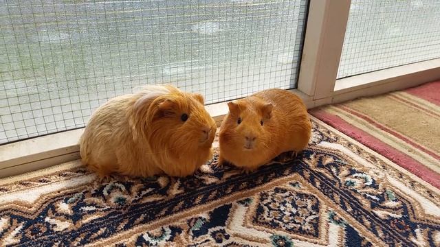 Морские свинки поют на балконе. смотреть онлайн