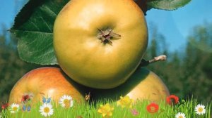 Яблоня колоновидная Малюха ? Обзор: посадка и уход. саженцы, крупномеры: описание и особенности