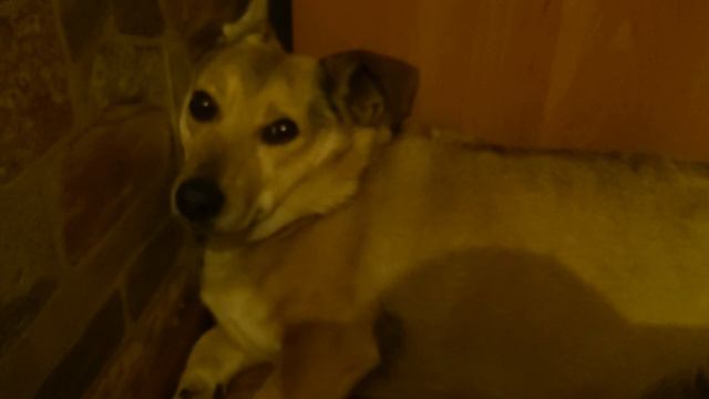 лежащий казюлик тото лежащий в обуви и дракоша лежащий за замком смотреть онлайн