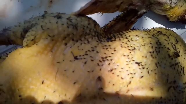 Башкирская утка. Забой в 2,5 месяца. смотреть онлайн