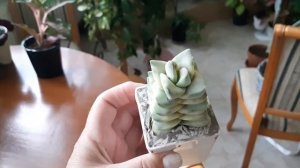 Джунгли в квартире.  Посылка от канала "Жукова и толстянки".