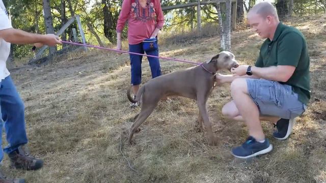 How to Adopt a Doberman—I Visit a Rescue Center! смотреть онлайн