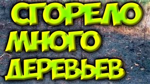 Последствия пожара в лесу около Тулиновки