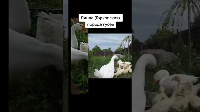 Линда порода гусей тяжелого кросса. уход особенности кормления,содержания,преимущества и недостатки