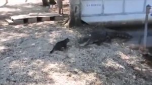 ЖИВОТНЫЕ СПАСЛИ ЖИЗНЬ ЛЮДЯМ СОБАКА СПАСЛА ЧЕЛОВЕКА В ВОДЕ