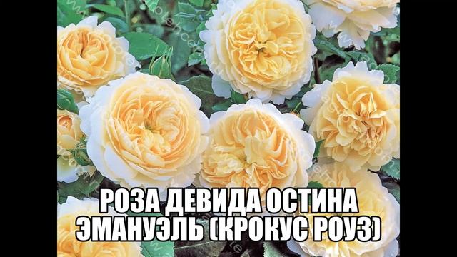 Роза Девида Остина Эмануэль Крокус Роуз смотреть онлайн