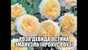 Роза Девида Остина Эмануэль Крокус Роуз