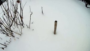 Как зимуют абрикосы и черешня на Урале без укрытия