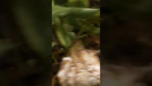 Разведение раков в аквариуме