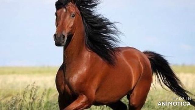 Грофо Вульченко "Грива Ко Чанга "2021 смотреть онлайн