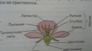 Биология/\6 класс/\урок 4/\ЦВЕТОК