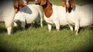 Бурские домашние козы