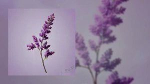 День добрый - Сирень (Официальная премьера трека)