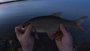 РЫБАЛКА НА ЗАКИДУШКИ \ 04. 06. 19. \ ОТКРЫТИЕ ВЕСЕННЕГО СЕЗОНА