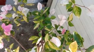 MAGIC ICECREAM BOUGAINVILLEA