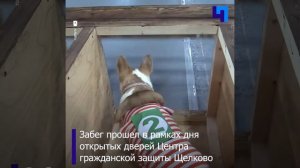 В Подмосковье прошел забег корги-таможенников и корги-спасателей