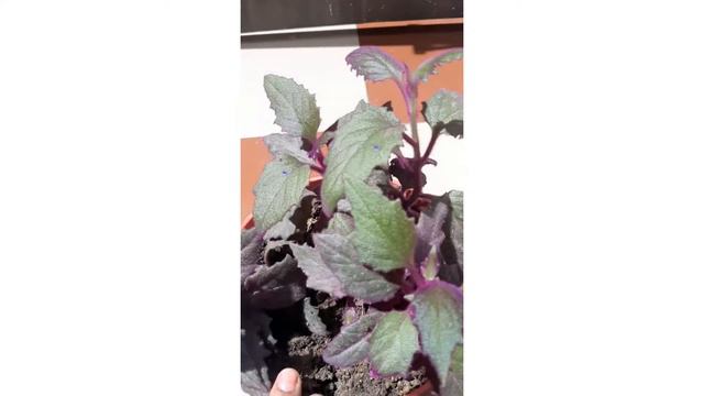 purple velvet /purple passion plant.