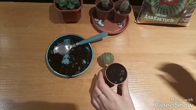 Кактус. Размножение. Укоренение в земле.