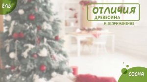 ГОЛОСЕМЕННЫЕ. Ель и сосна сравнение. Строение древесины.