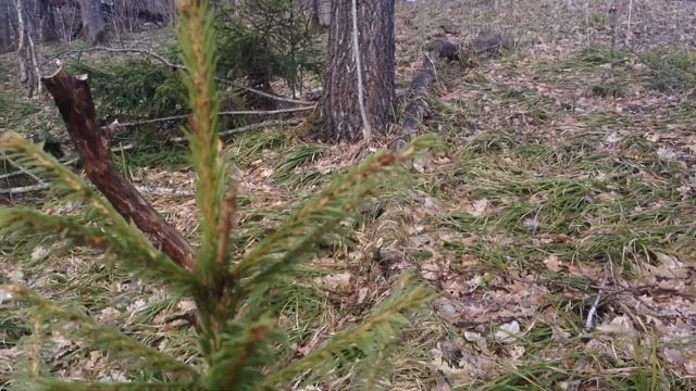 Ранняя весна смотреть онлайн