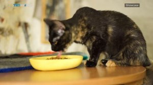 The Hermitage Cats | Culture | Showcase