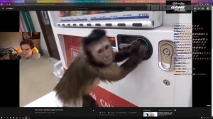 БРАТИШКИН СМОТРИТ - ВИДЕО С ОБЕЗЬЯНАМИ | "Top 5 Genius Monkeys Caught on Camera"