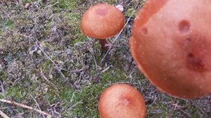 Лаковица розовая - массовый гриб декабря. Собираем, готовим, пробуем.