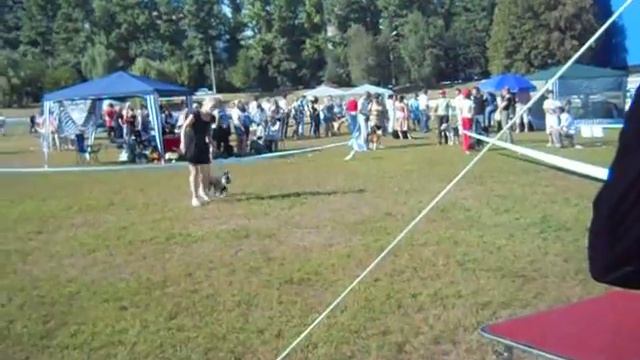 цвергшнауцер черный с серебром - ALGRIS ROLLS-ROUCE SILVER CLOUD смотреть онлайн