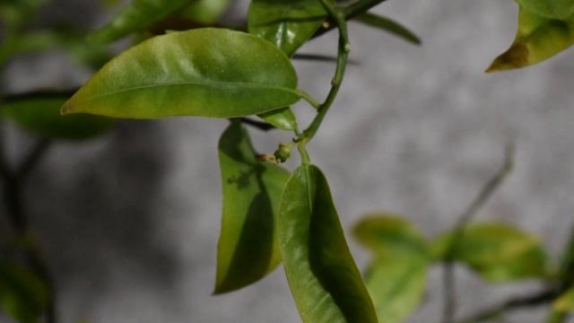 OrganiX.12 - сеянец мандарина растит плод на 7-м году жизни. Цветение дичка цитруса смотреть онлайн