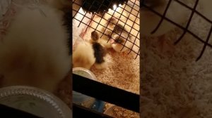 Индоутята(шипуны)подстилка для утят/утята на опилках/можно ли использовать опилки как подстилку