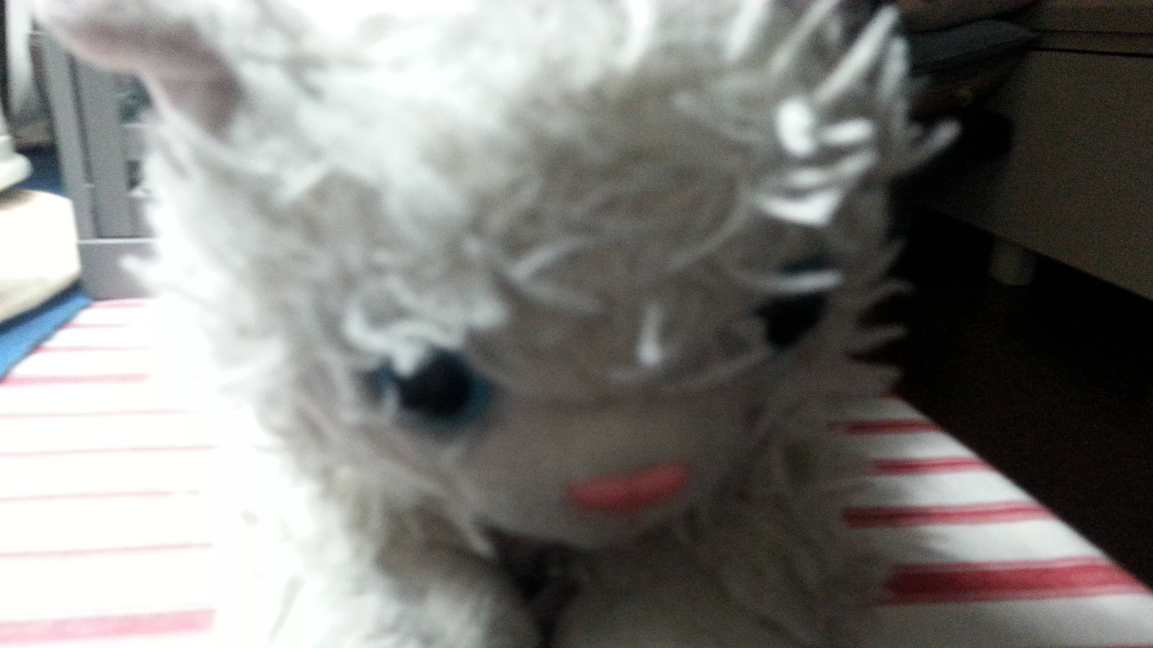 among us в реальной жизни с котами 1 смотреть онлайн