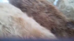 Может ли одна корова прокормить двух телят??? Два теленка сосут одну корову