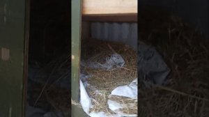 кролики чихают что за болезнь у кроликов?