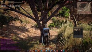 Где найти бузину в Black Desert
