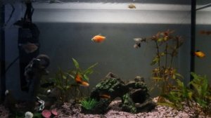 Аквариум 60 литров. Запуск. Заселение