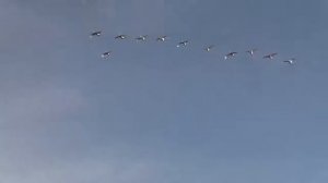 Охота на лебедей в США