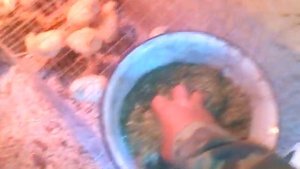 Экономичная кормушка для цыплят своими руками