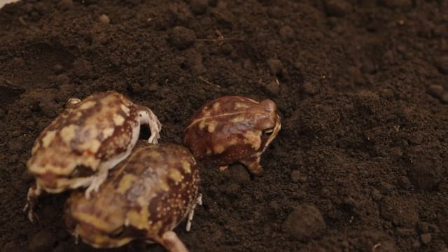 Зеваяющая фея смотреть онлайн