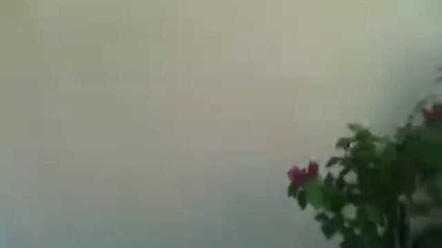 Tropical Bonsai @ My Yard смотреть онлайн