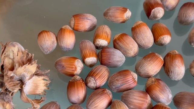 ФУНДУК в БЕЛАРУСИ.ОБЗОР ЛУЧШИХ СОРТОВ МОСКОВСКИЙ РУБИН.ВАРШАВСКИЙ КРАСНЫЙ.КАТАЛОНСКИЙ.ТРАПЕЗУНД смотреть онлайн