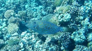 Отель Coral Sun, подводный мир, 02.07.24-15.07.24